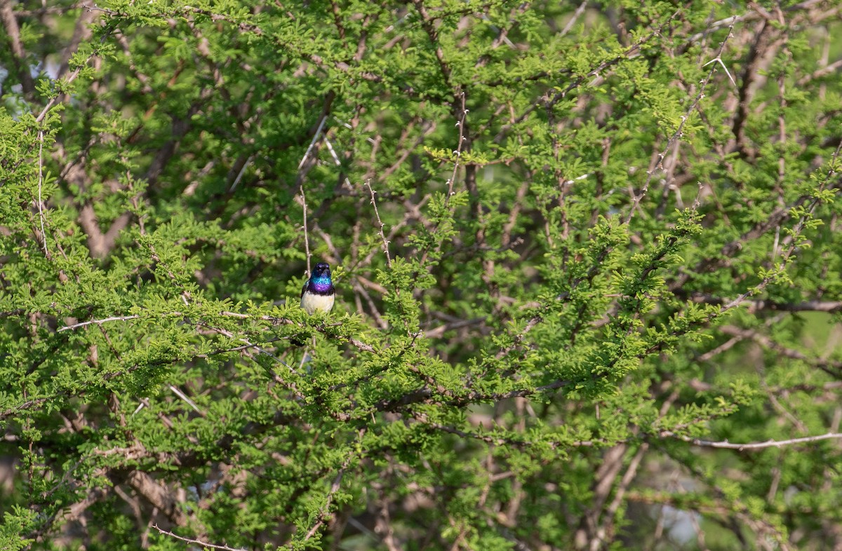 Ziernektarvogel (albiventris) - ML618164878