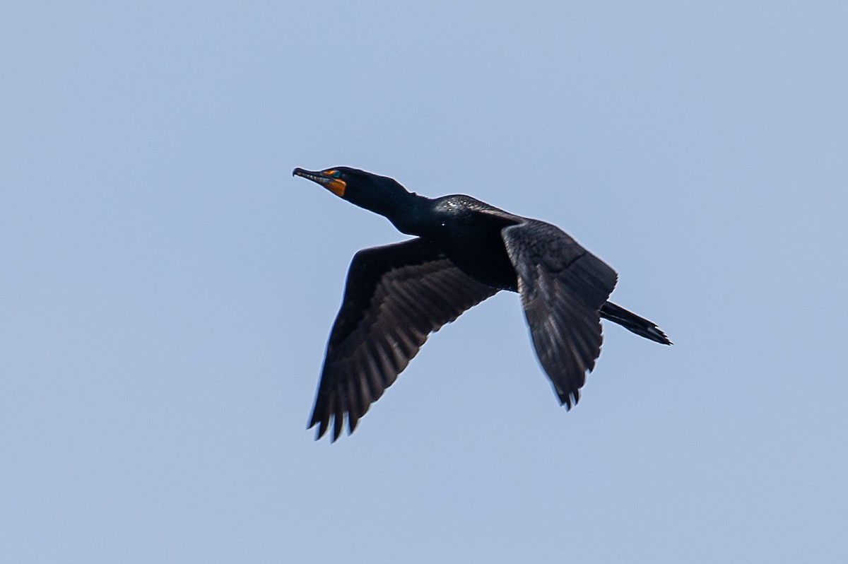 Double-crested Cormorant - Martin Tremblay