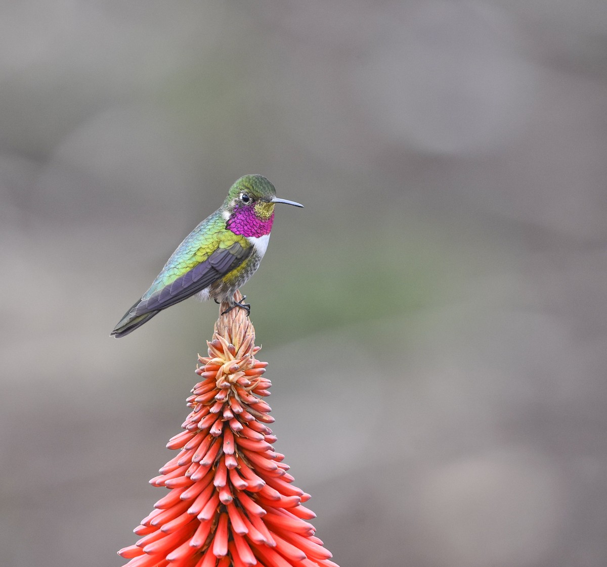 Broad-tailed Hummingbird - ML618164906