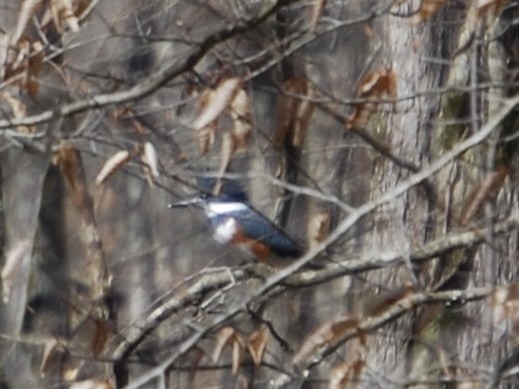 Belted Kingfisher - ML618164908