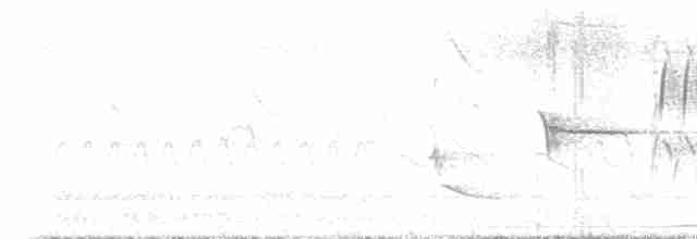 Голубокрылая червеедка - ML618164911