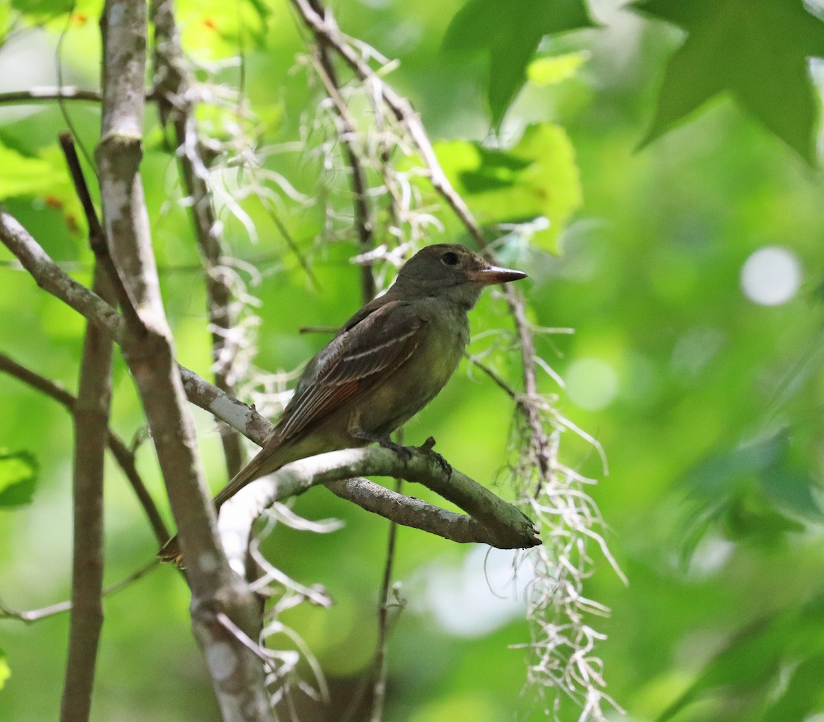Great Crested Flycatcher - ML618164915