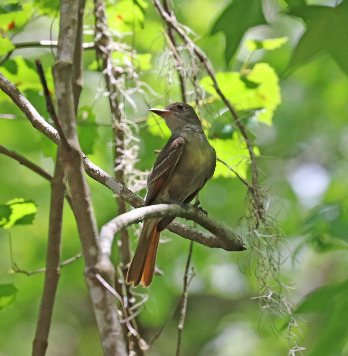 Great Crested Flycatcher - ML618164916