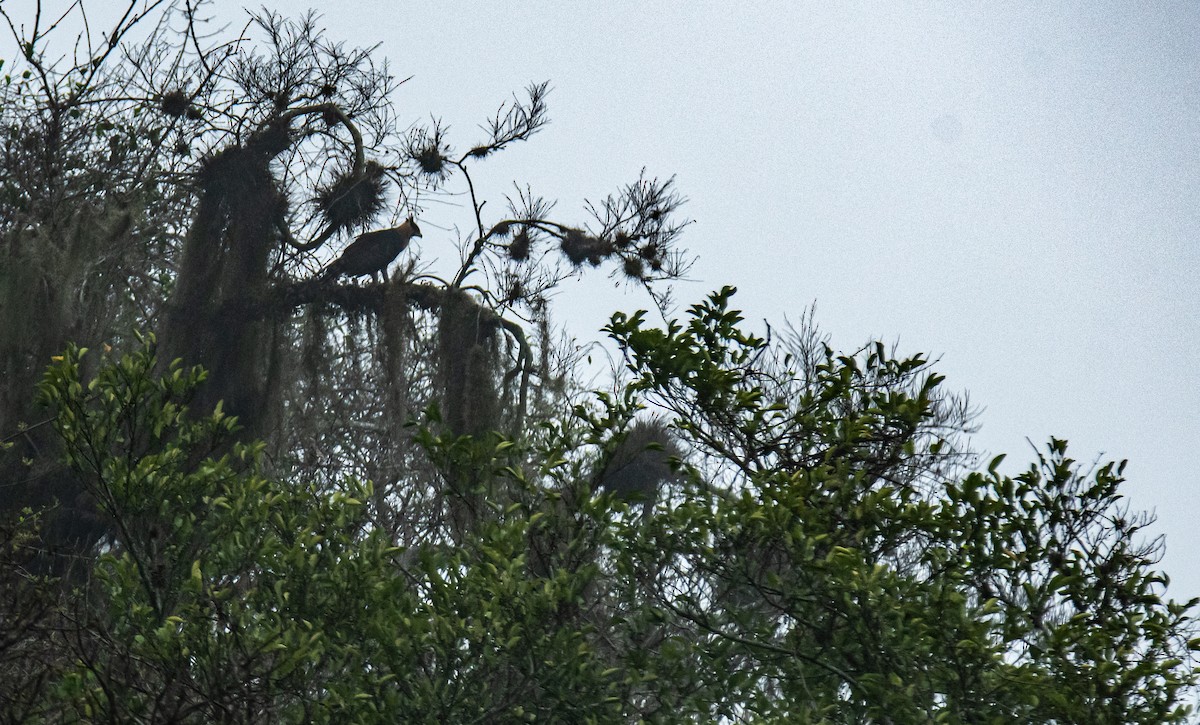 Ornate Hawk-Eagle - Leonardo Guzmán (Kingfisher Birdwatching Nuevo León)