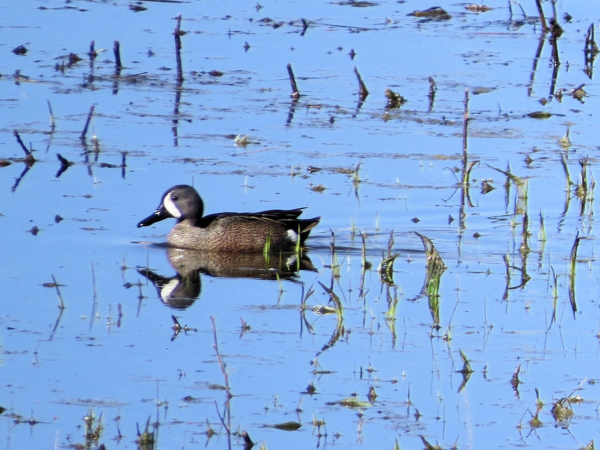 Blue-winged Teal - ML618165010