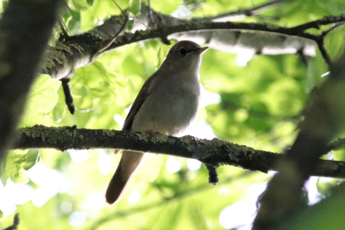 Common Nightingale - ML618165047