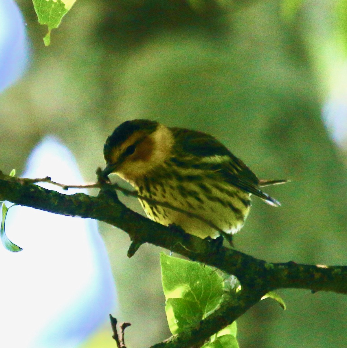Cape May Warbler - ML618165049