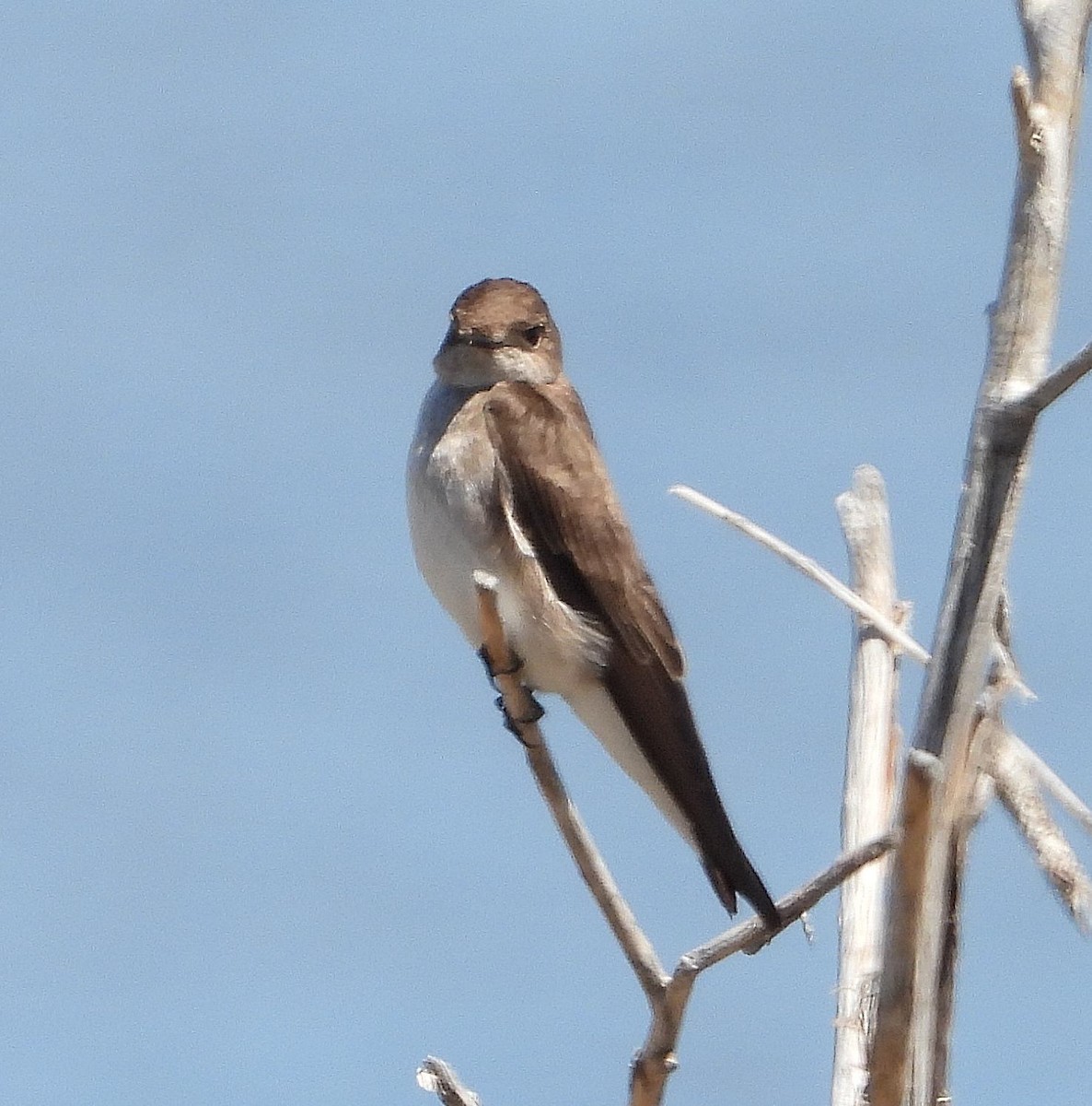 Northern Rough-winged Swallow - Chris Callinicos