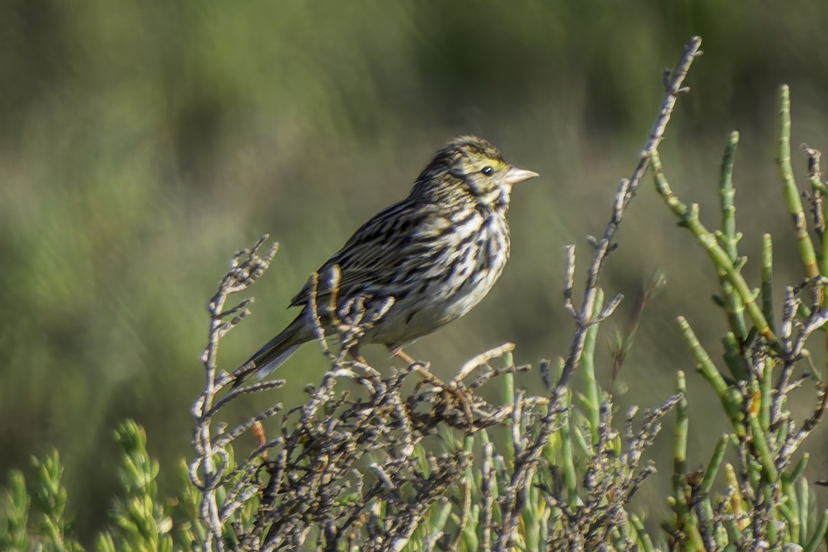 Savannah Sparrow (Belding's) - ML618165097