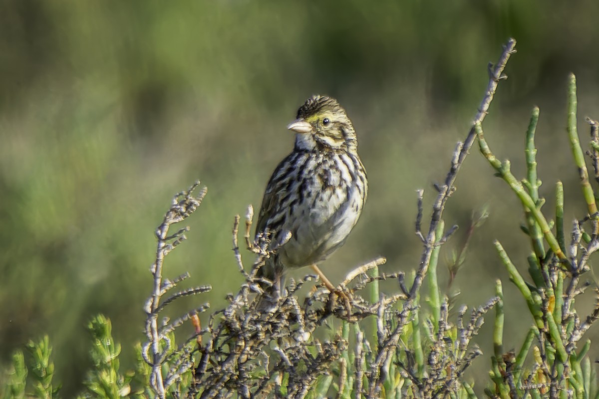 Savannah Sparrow (Belding's) - ML618165098