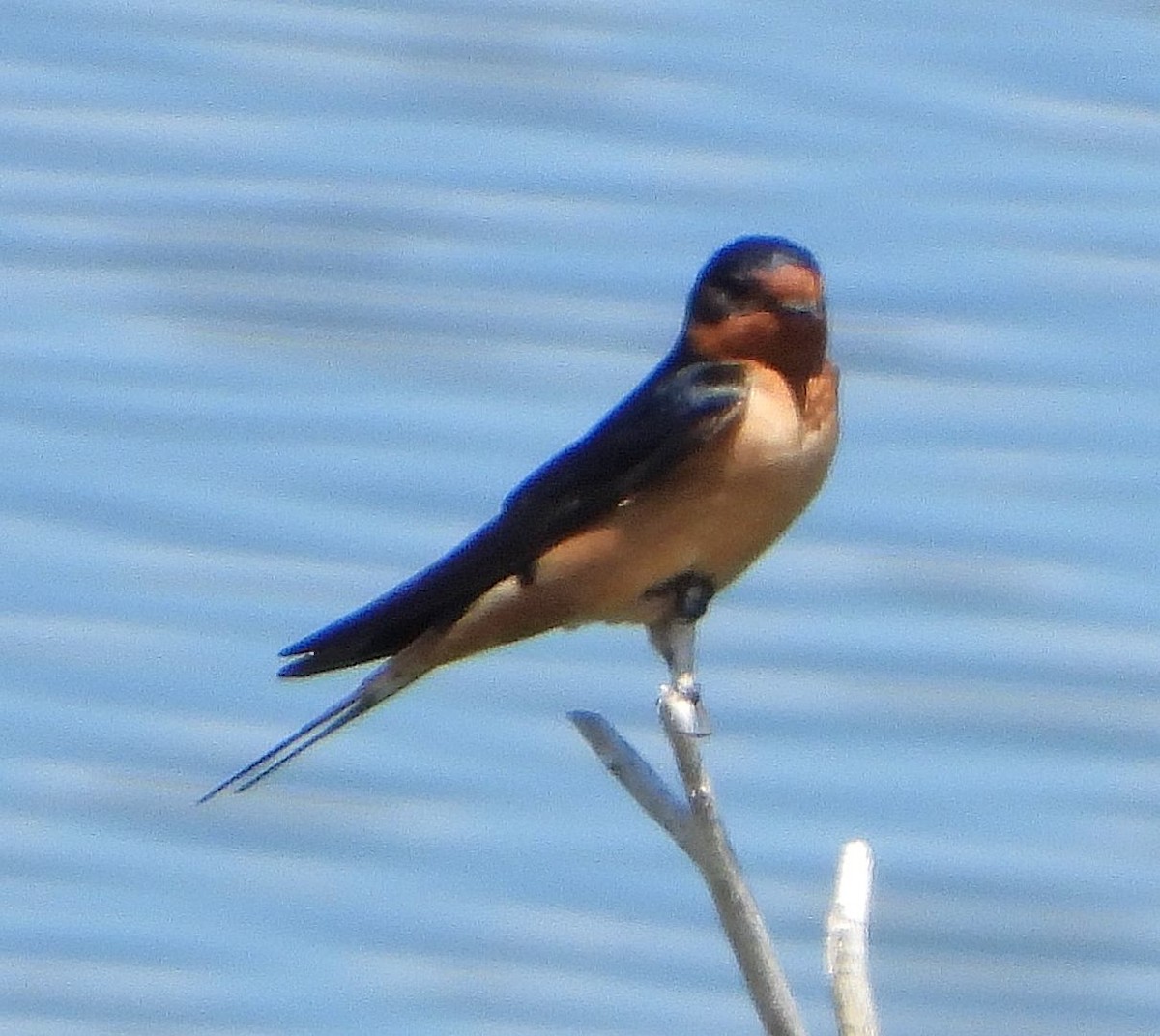 Barn Swallow - ML618165104