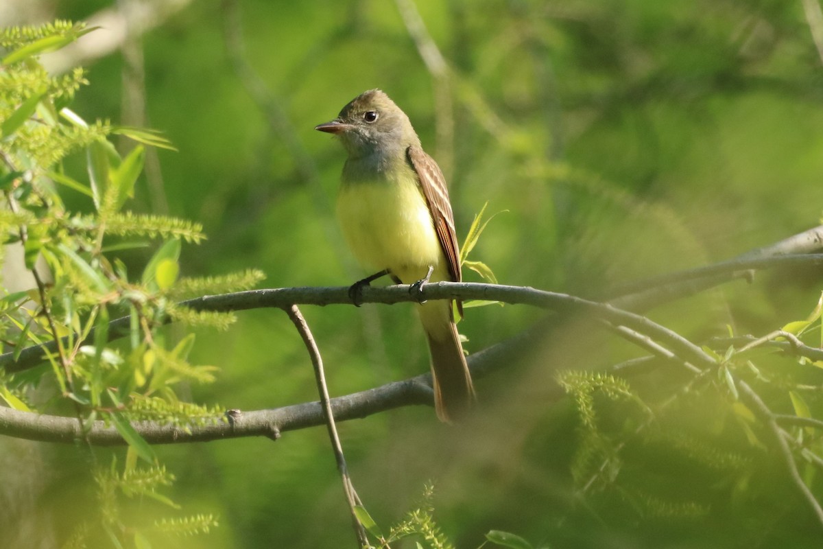 Great Crested Flycatcher - ML618165114