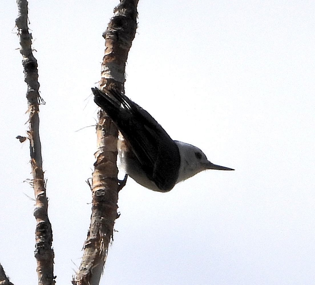 White-breasted Nuthatch - ML618165119