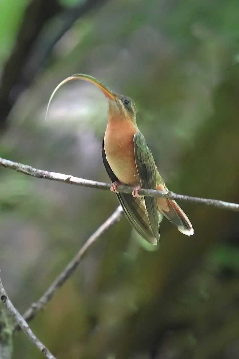 Краснохвостый колибри-отшельник - ML618165128