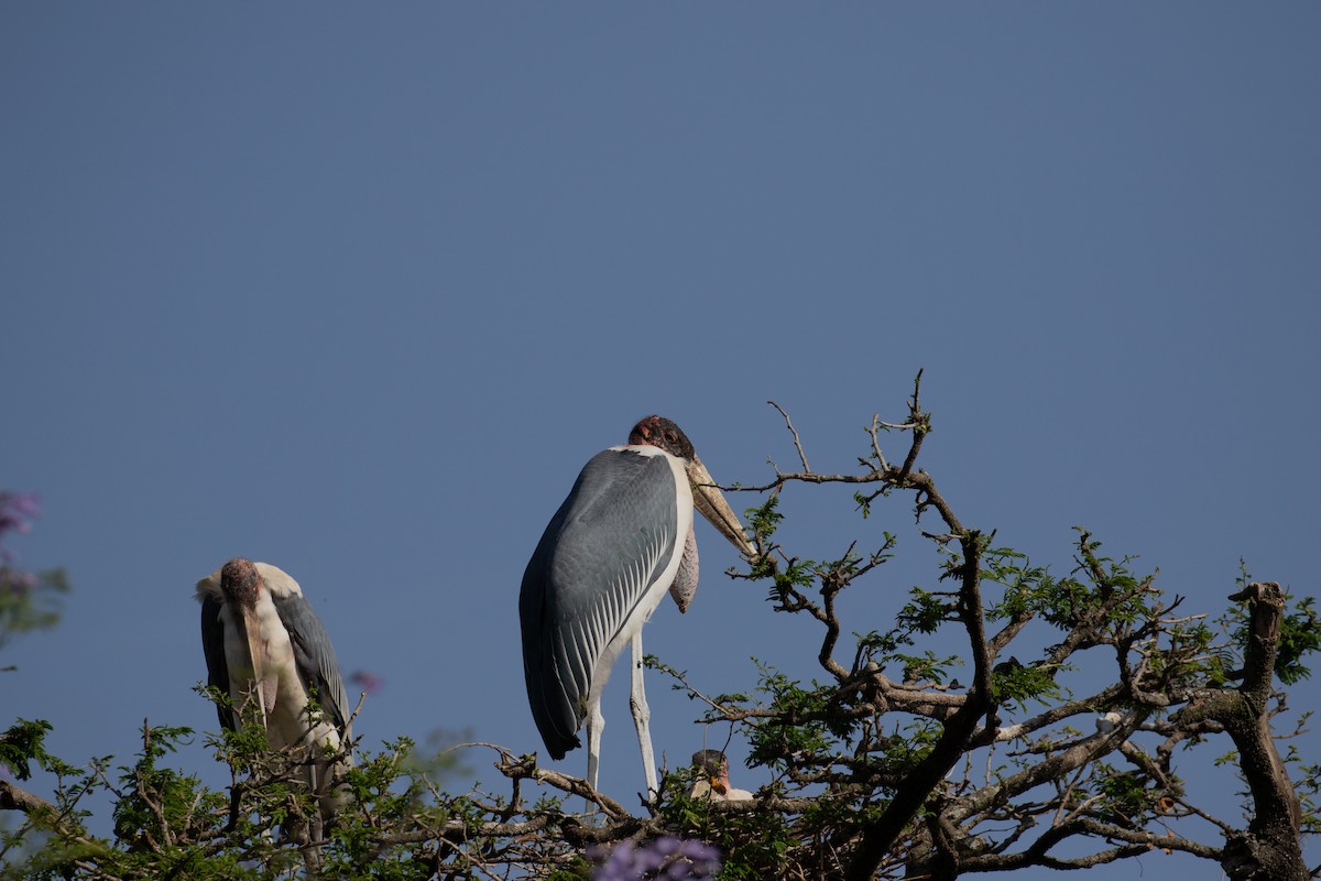 Marabou Stork - simon walkley
