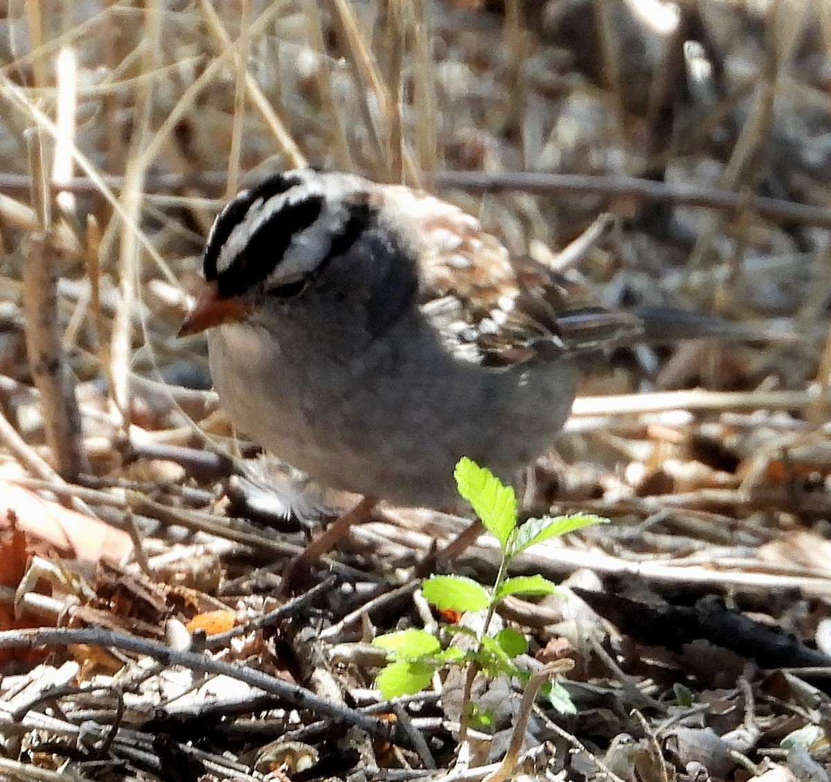 White-crowned Sparrow - ML618165154