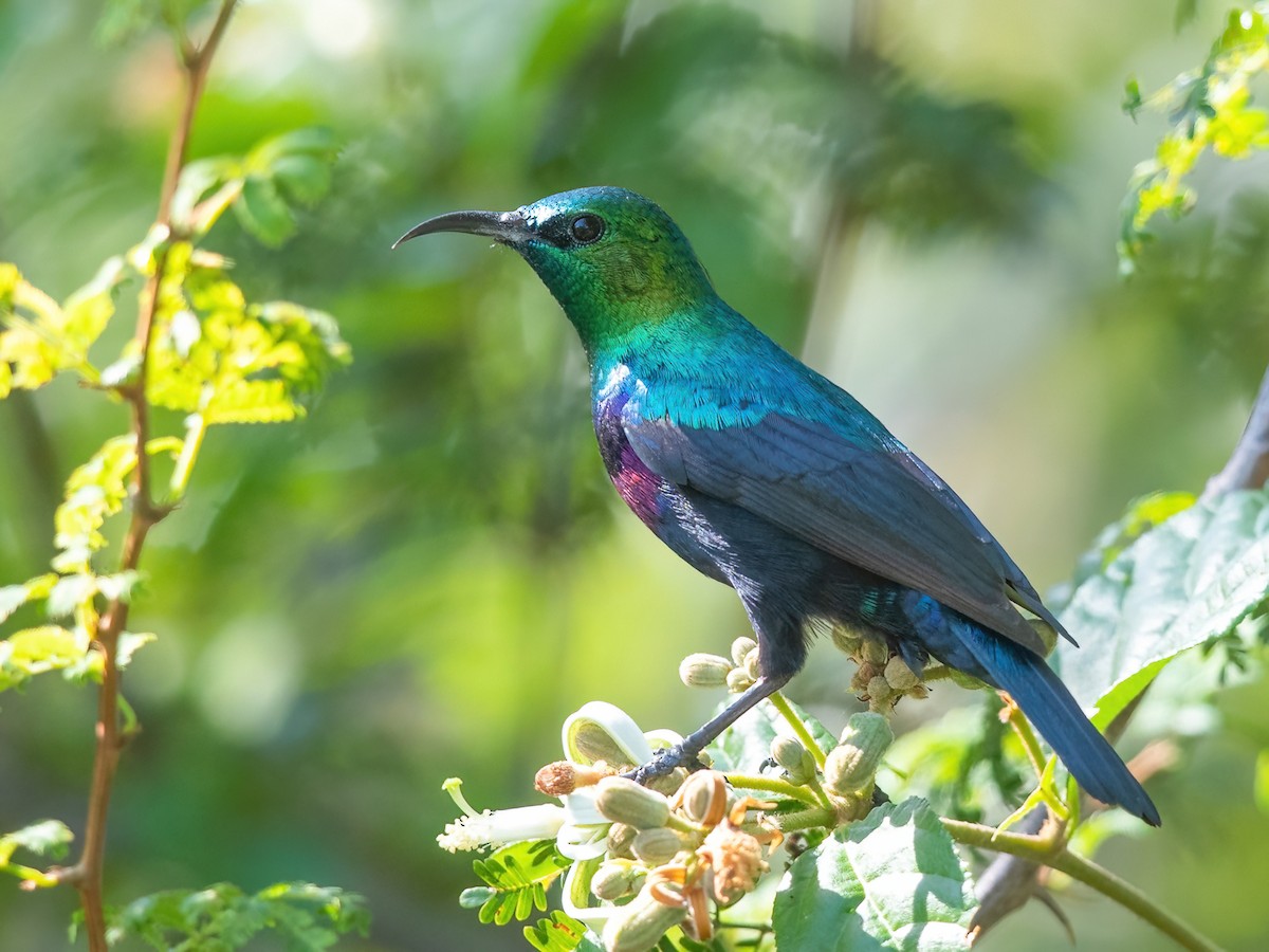 Purple-banded Sunbird - Cinnyris bifasciatus - Birds of the World