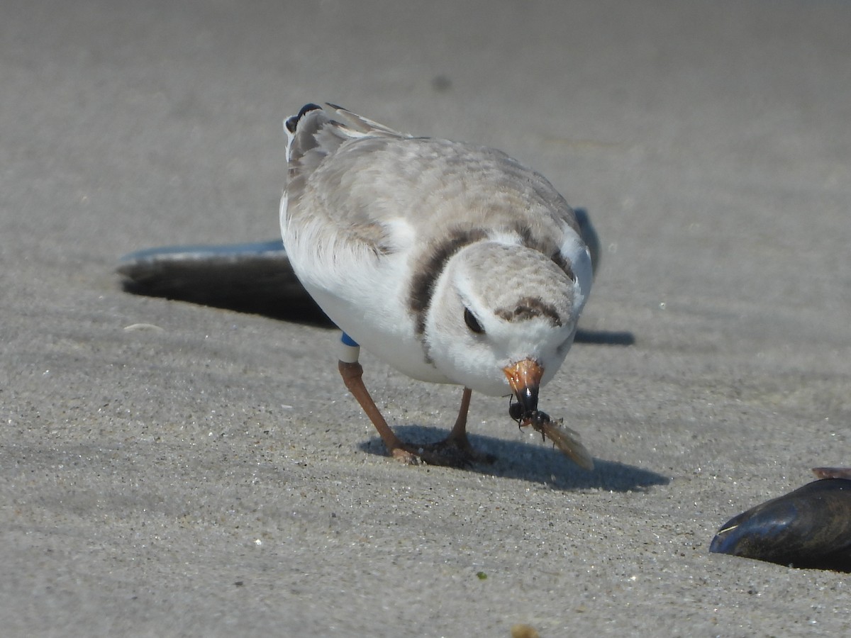 Piping Plover - ML618165216