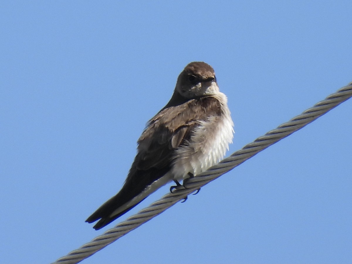 Northern Rough-winged Swallow - Margaret Mackenzie