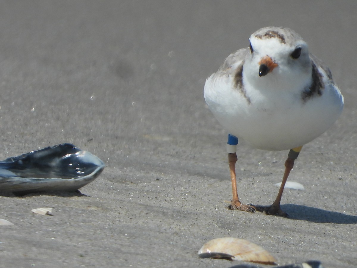 Piping Plover - ML618165230