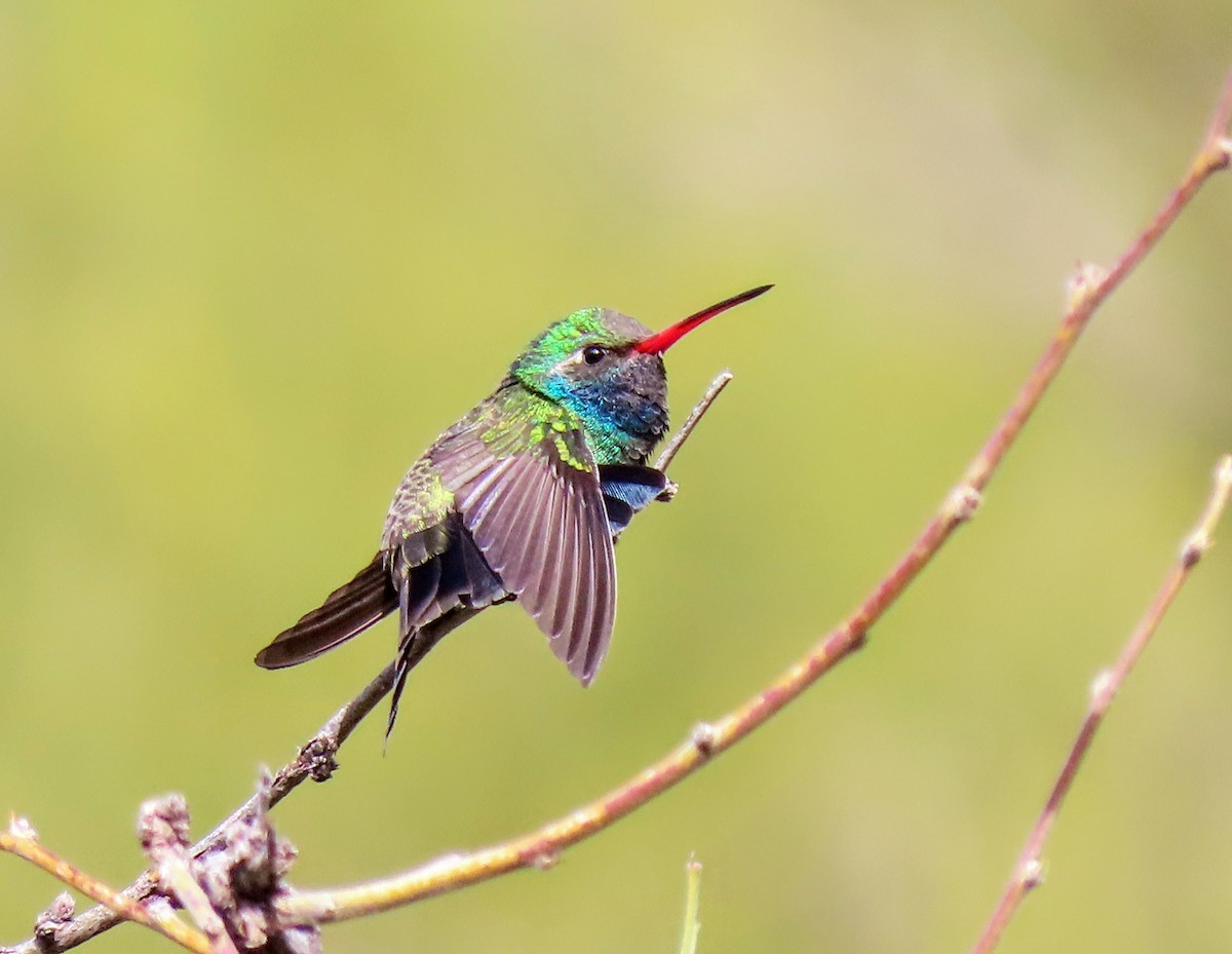 Broad-billed Hummingbird - Aaron Flynn