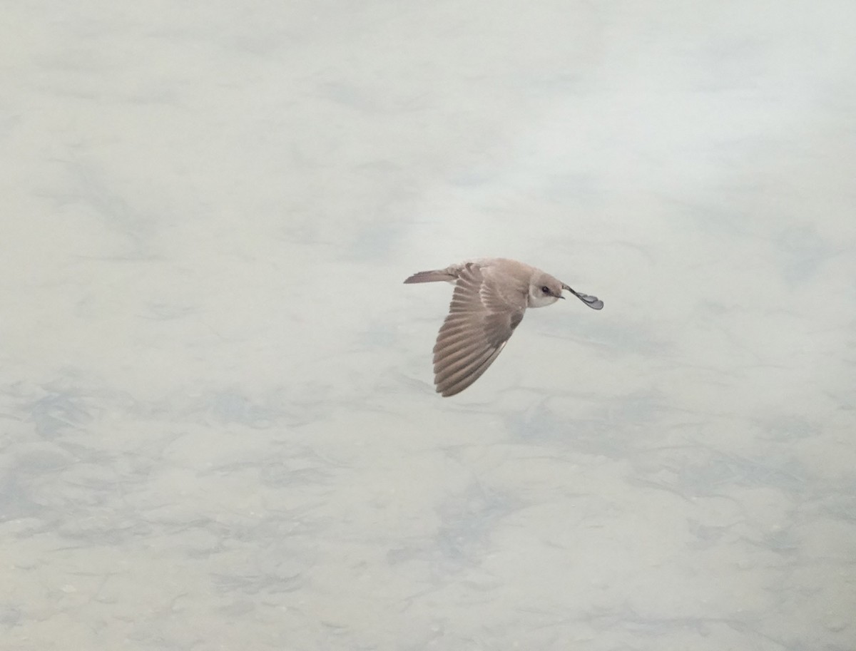 Northern Rough-winged Swallow - Nic Korte