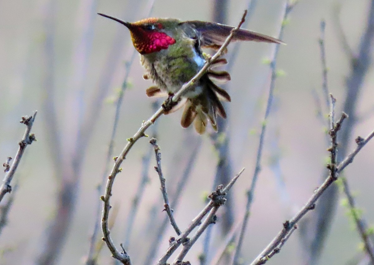Anna's Hummingbird - ML618165317
