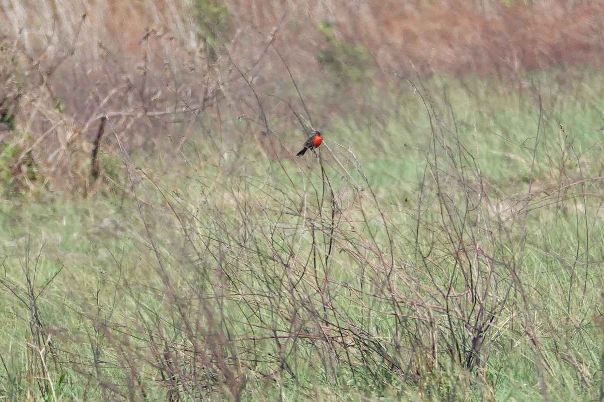 Red-breasted Meadowlark - ML618165321