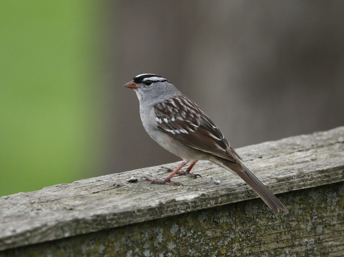 White-crowned Sparrow - ML618165361