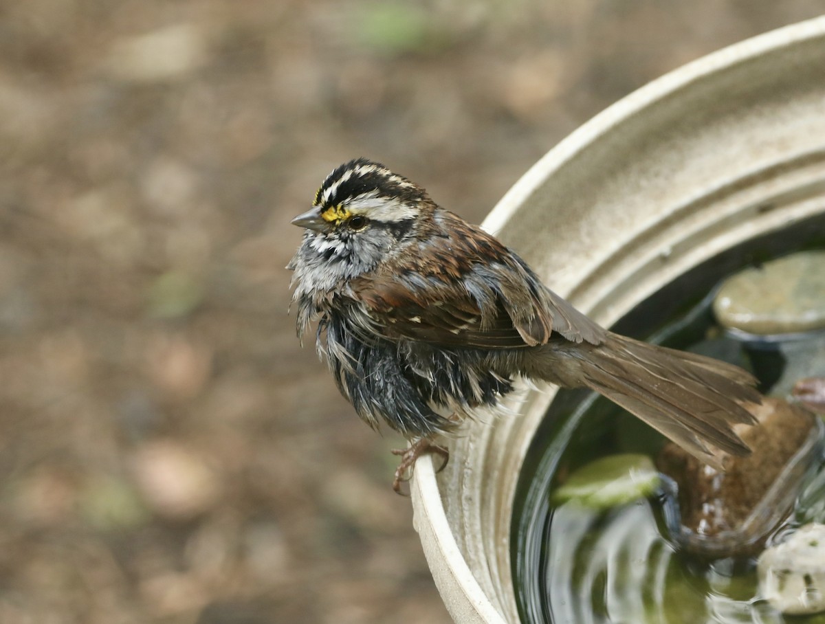 White-throated Sparrow - ML618165368