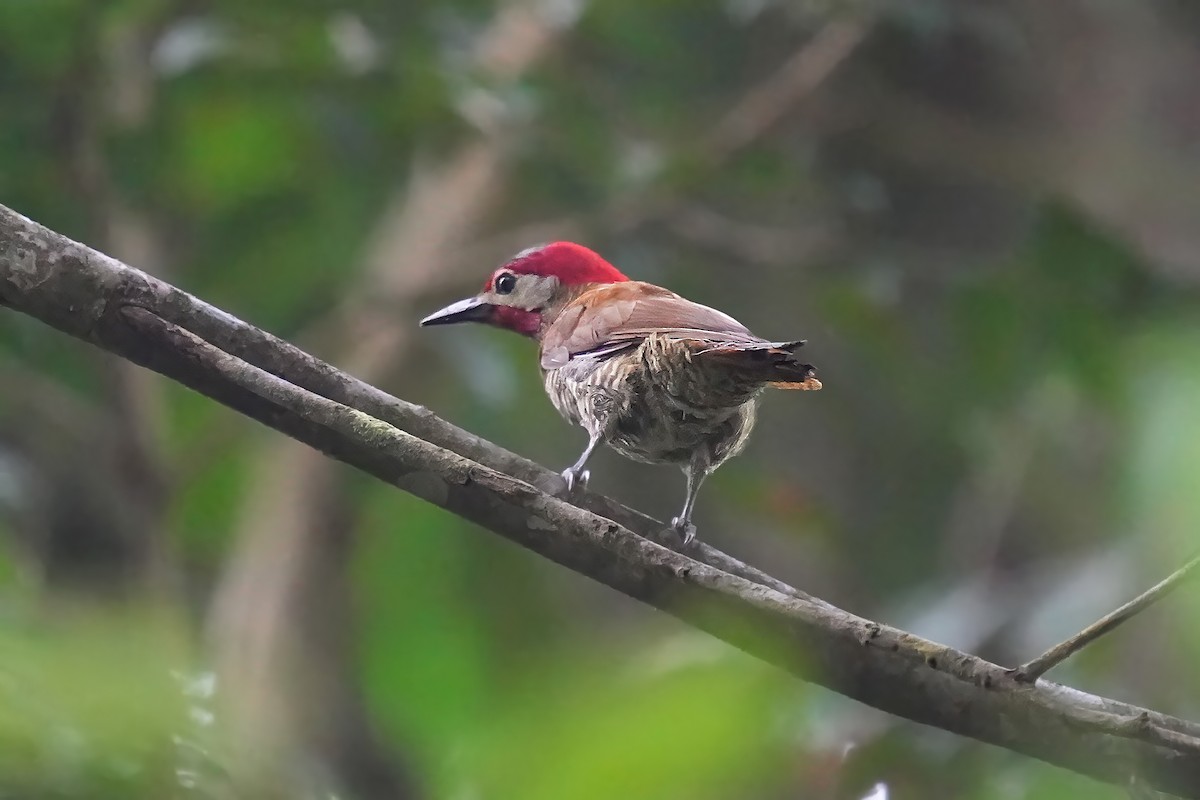 Golden-olive Woodpecker - Alan Lenk
