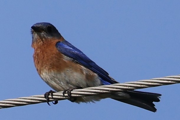 Eastern Bluebird - Connie yarbrough