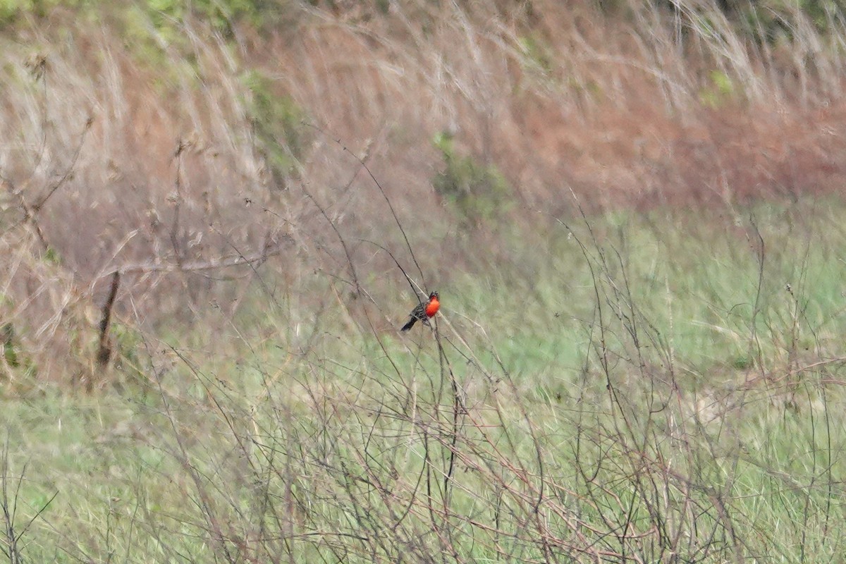 Red-breasted Meadowlark - Betty Beckham