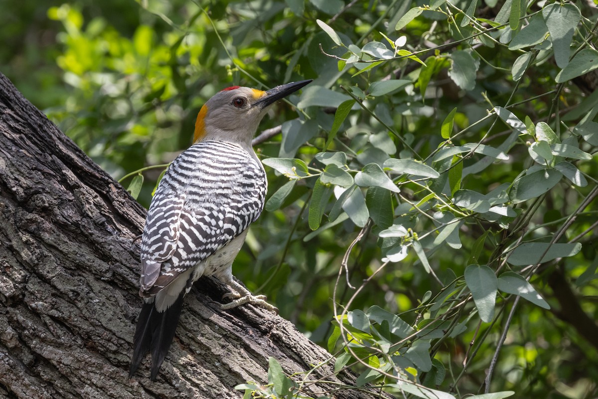 Golden-fronted Woodpecker - ML618165419