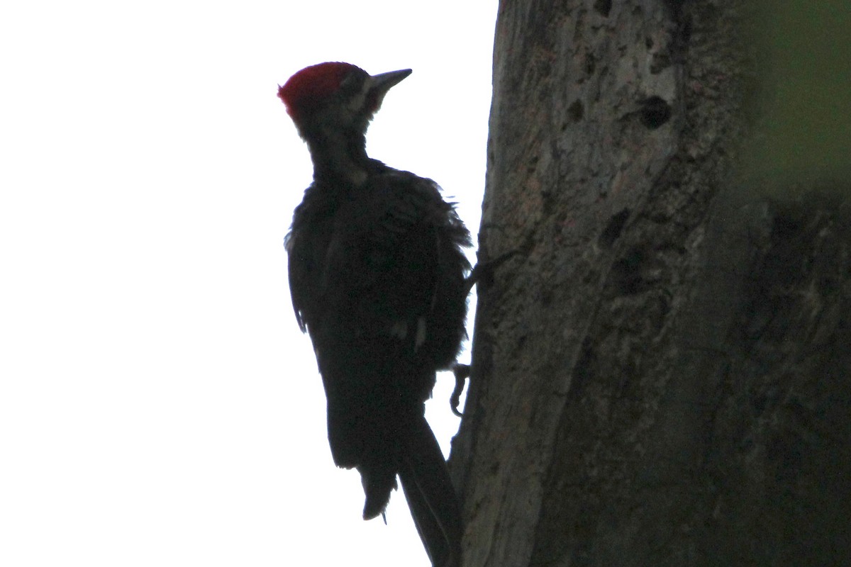 Pileated Woodpecker - ML618165422