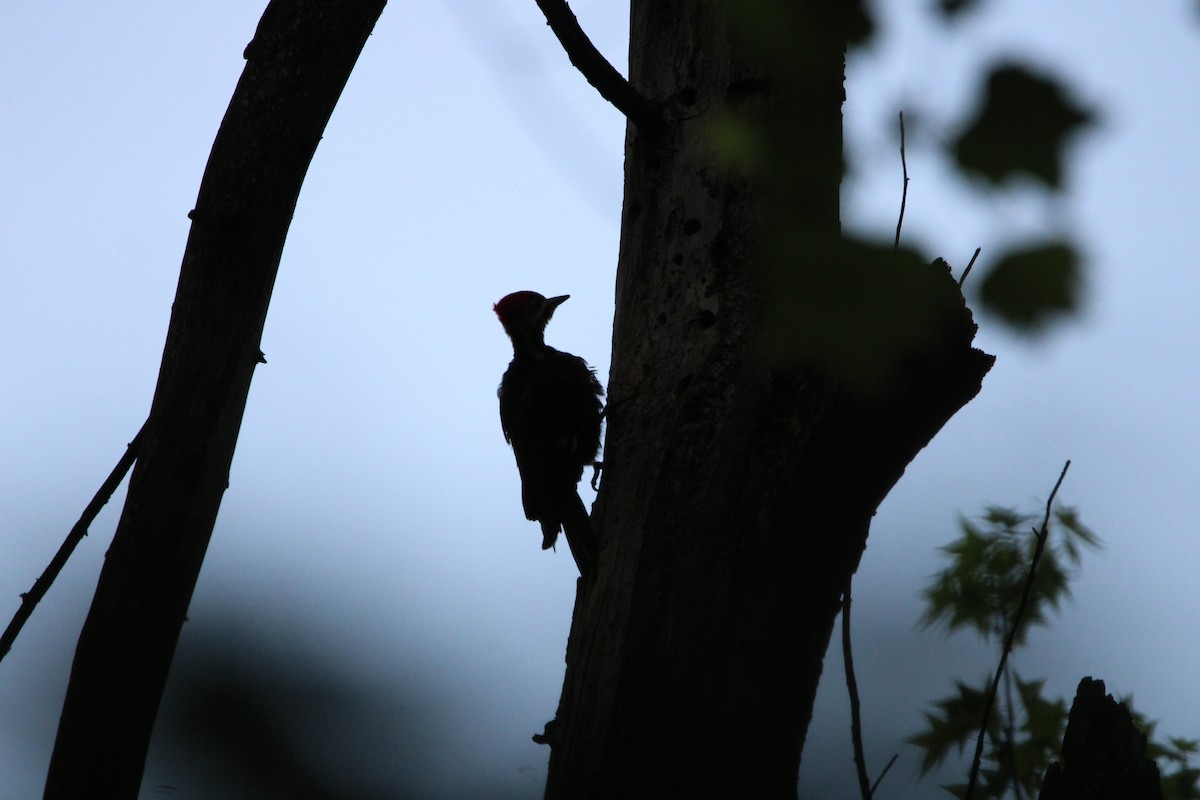 Pileated Woodpecker - ML618165423