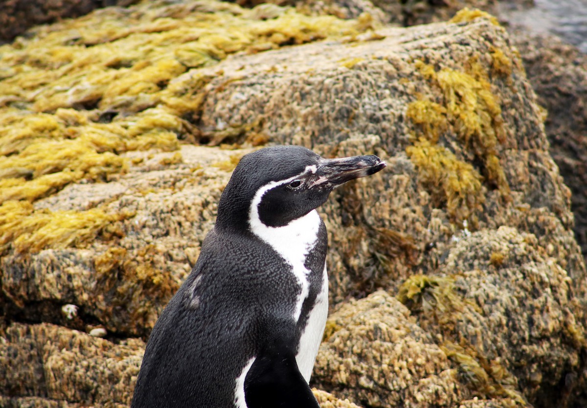 Humboldt Penguin - ML618165441