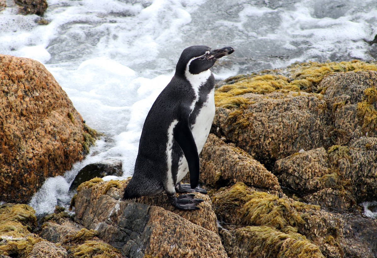 Humboldt Penguin - ML618165442