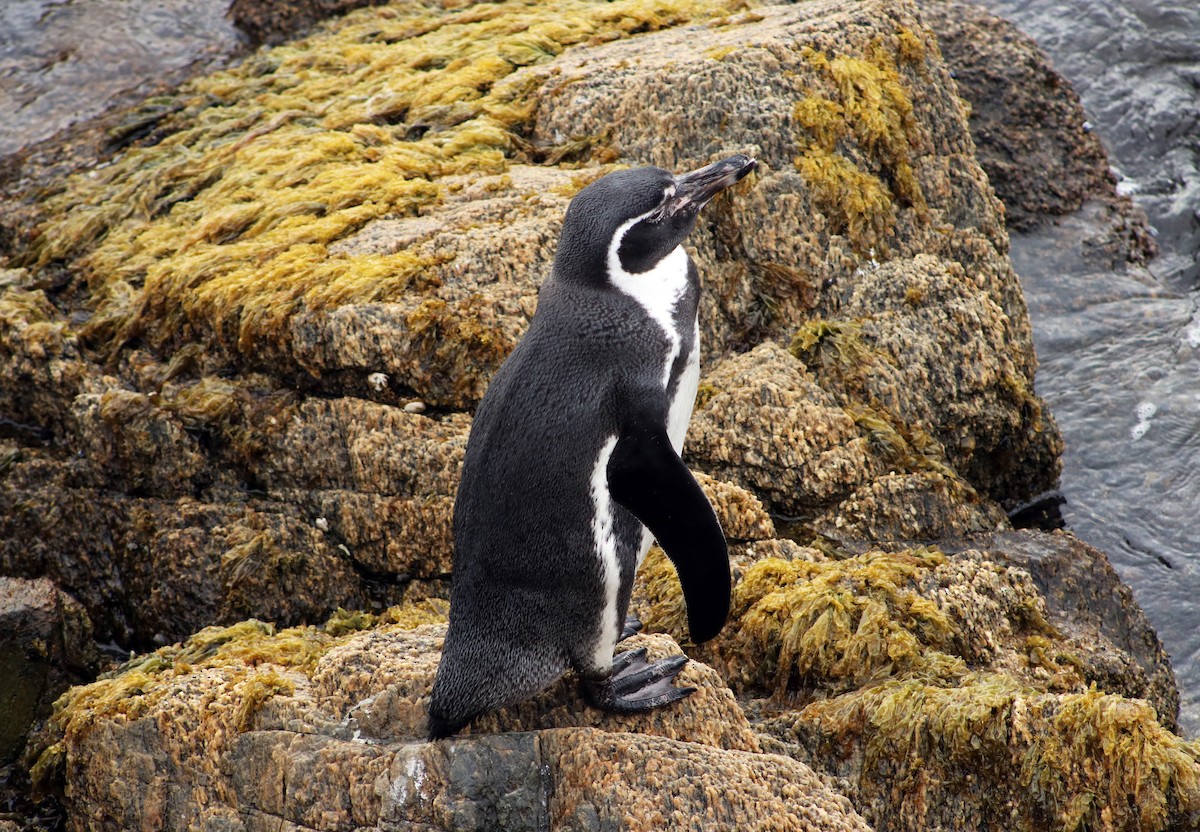 Humboldt Penguin - ML618165443
