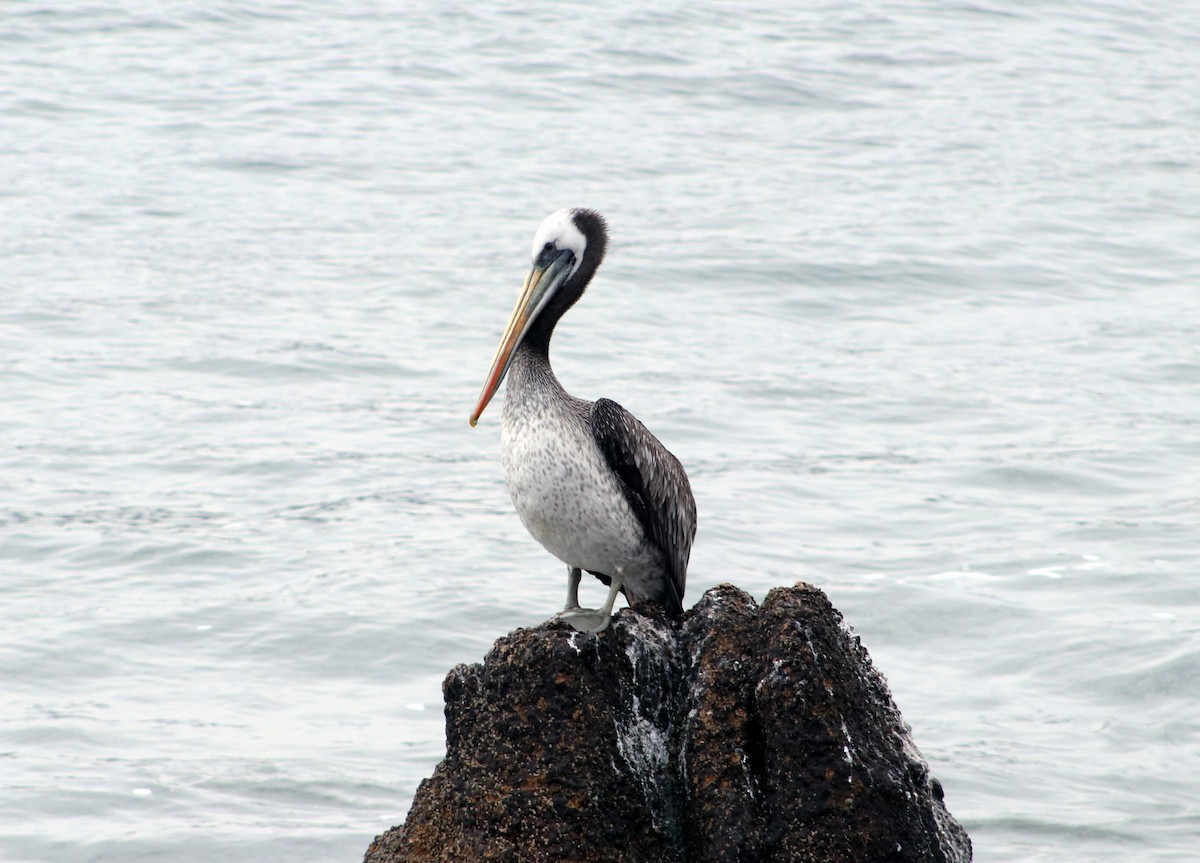 Peruvian Pelican - ML618165451