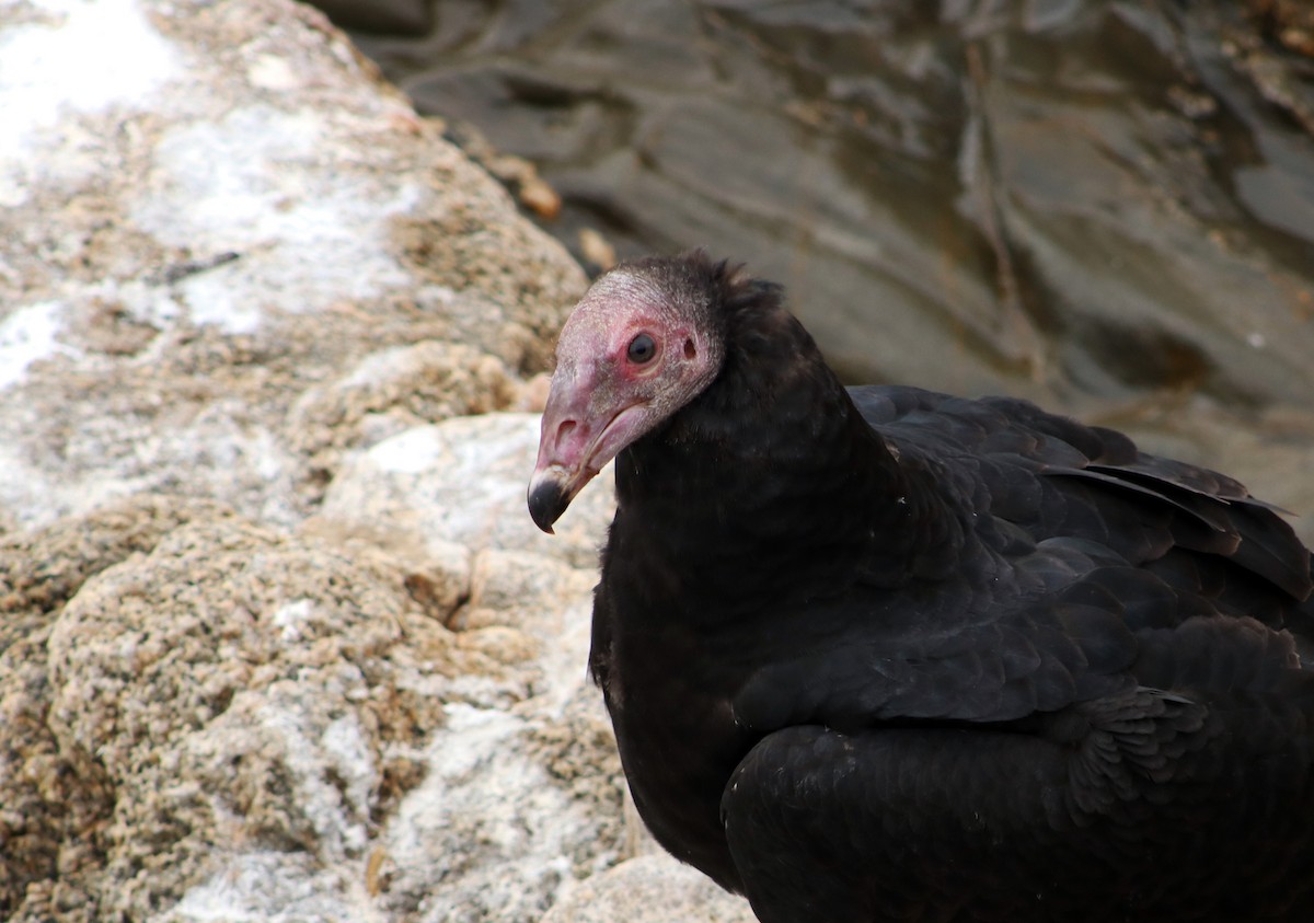 Turkey Vulture - ML618165459
