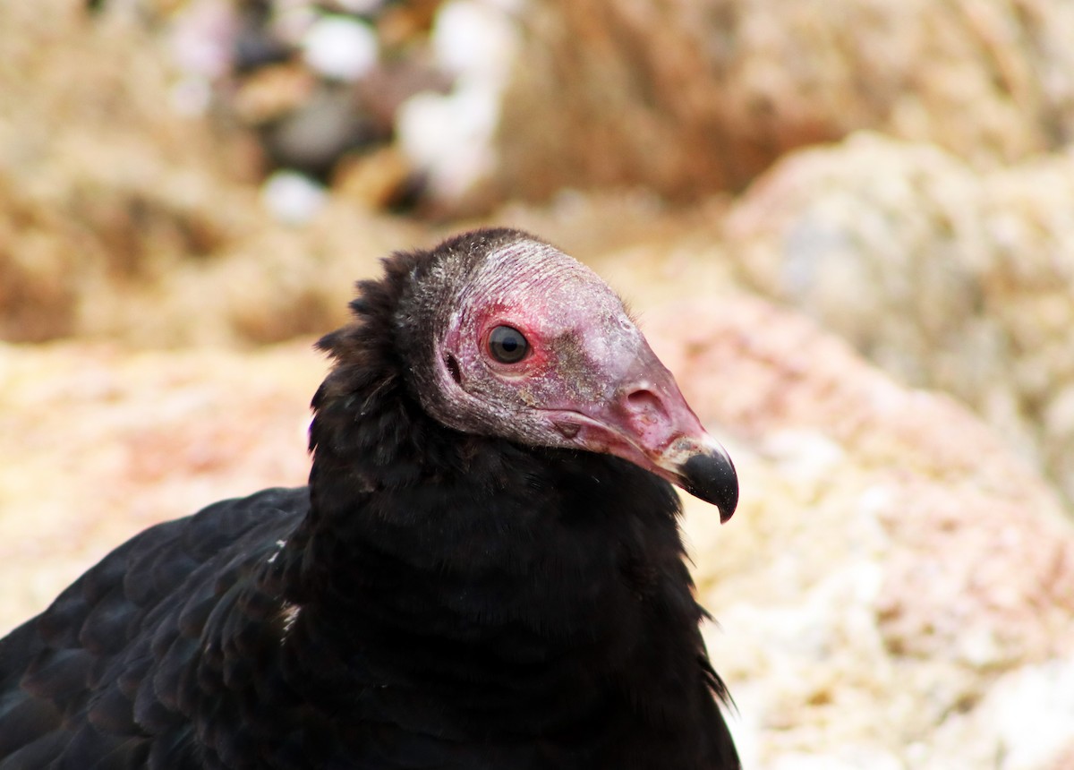 Turkey Vulture - ML618165460