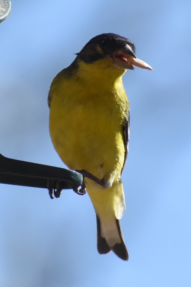 Lesser Goldfinch - Holly Jackson
