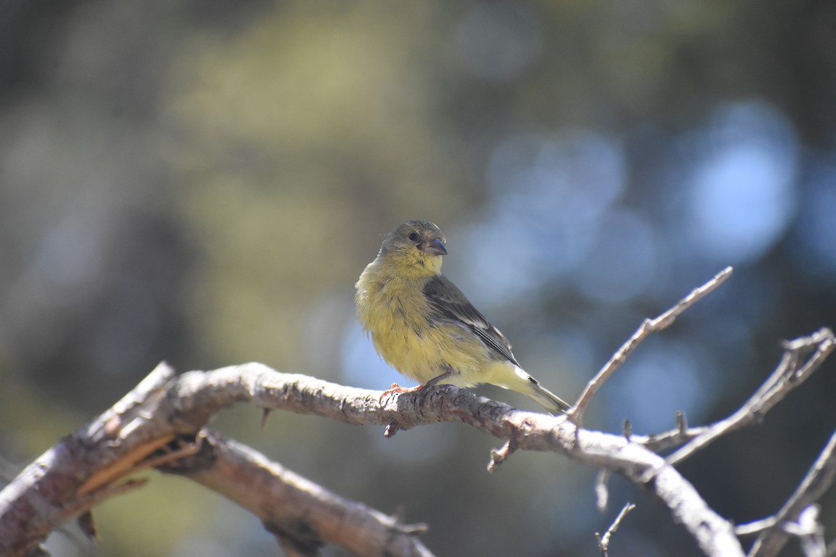 Lesser Goldfinch - Holly Jackson