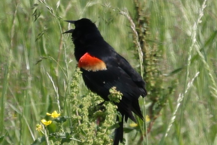Red-winged Blackbird - Connie yarbrough