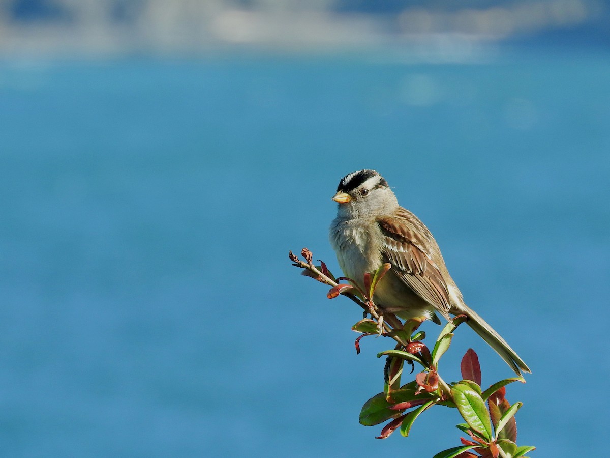 White-crowned Sparrow - ML618165495