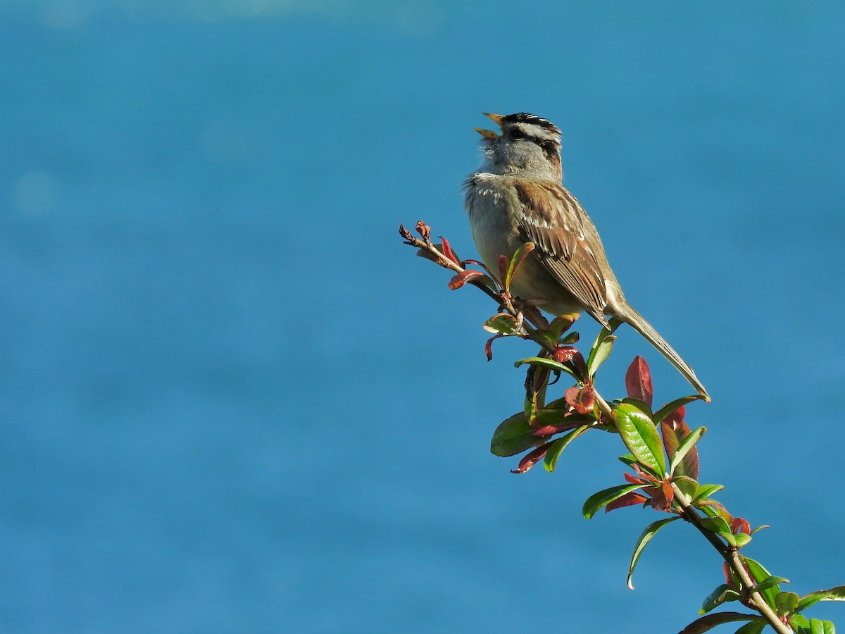 White-crowned Sparrow - E C Winstead