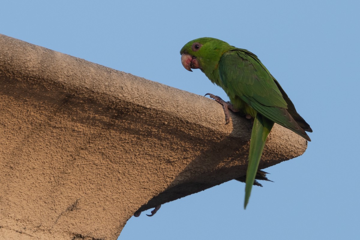 Green Parakeet - ML618165524