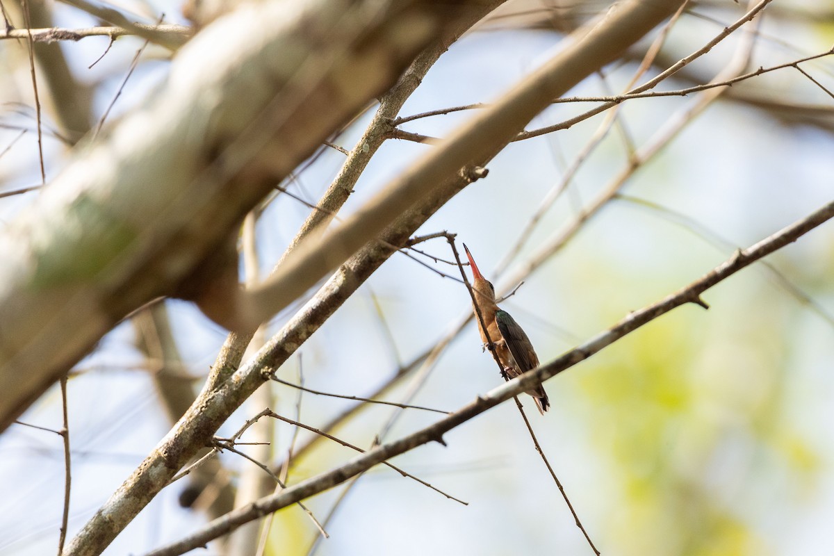 kolibřík ryšavý - ML618165533