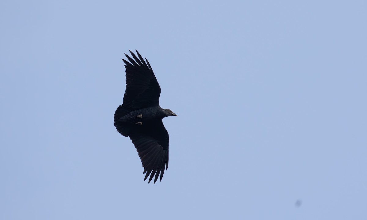 Fan-tailed Raven - ML618165556